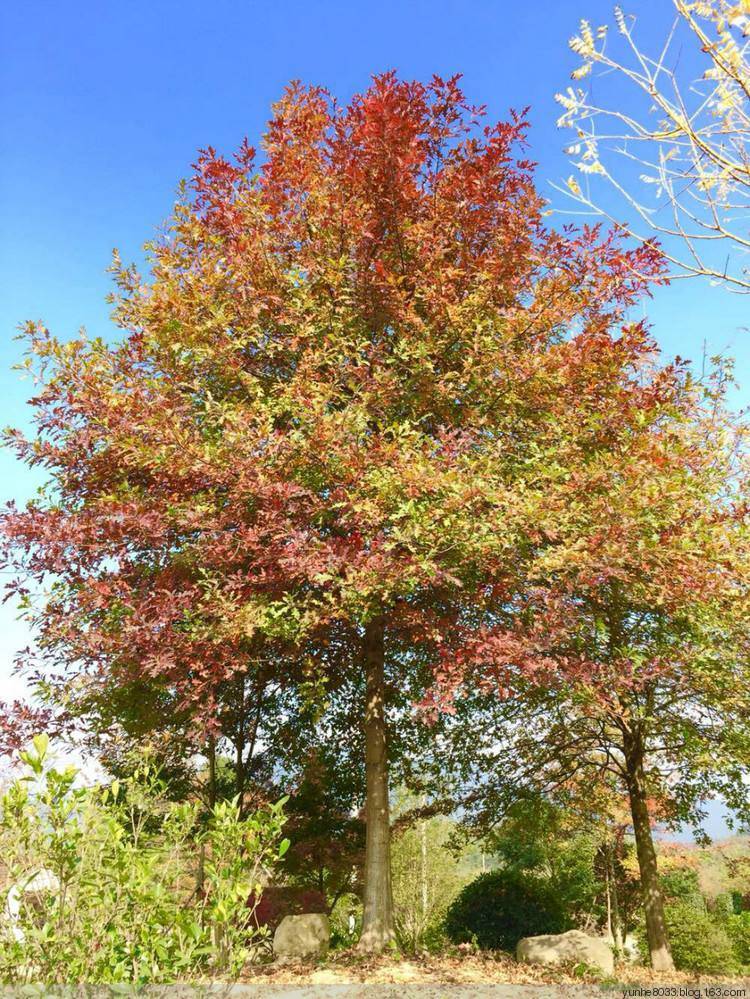浅谈娜塔栎的种植技术细则