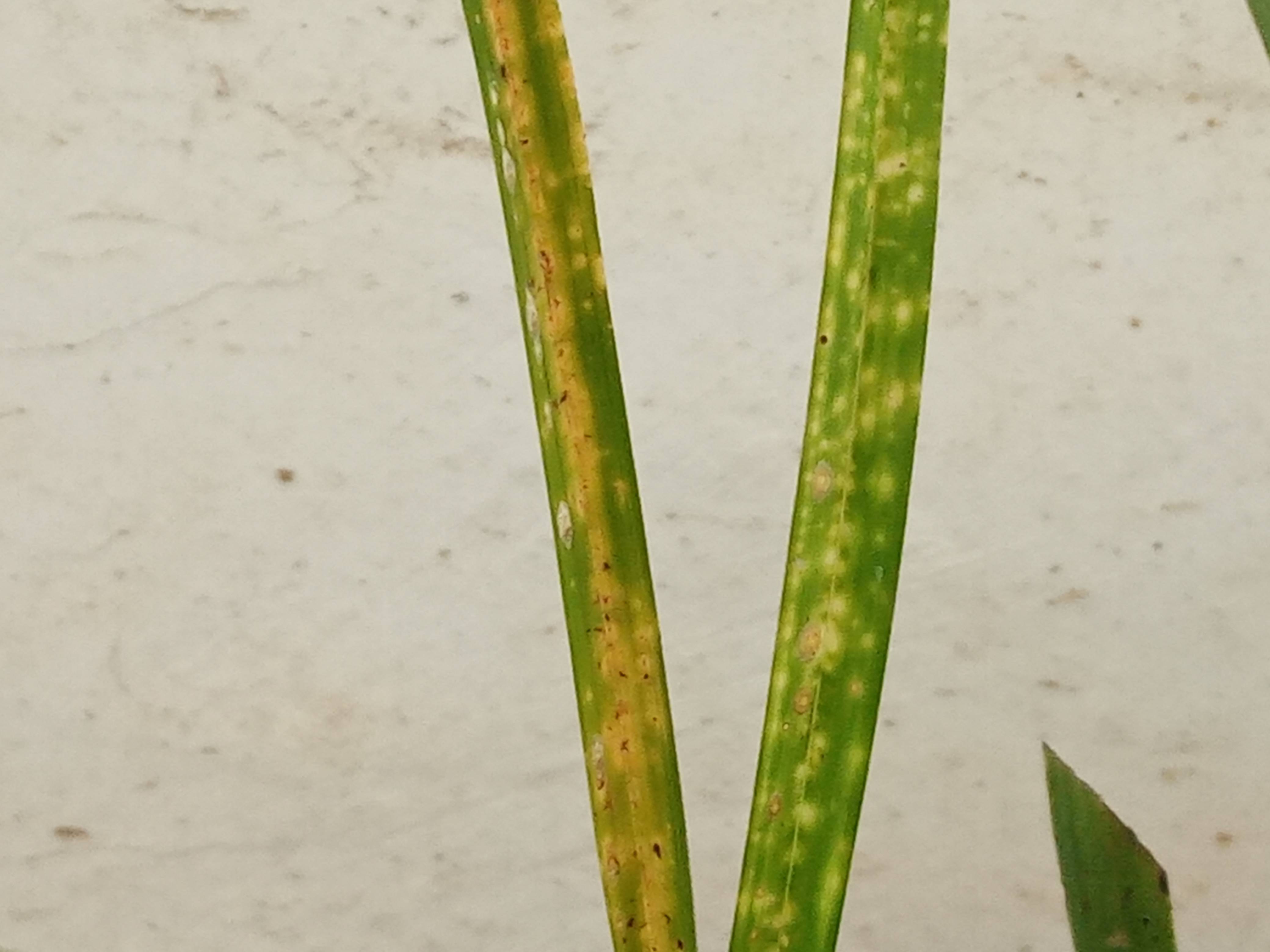 快速清除介壳虫的方法_兰花