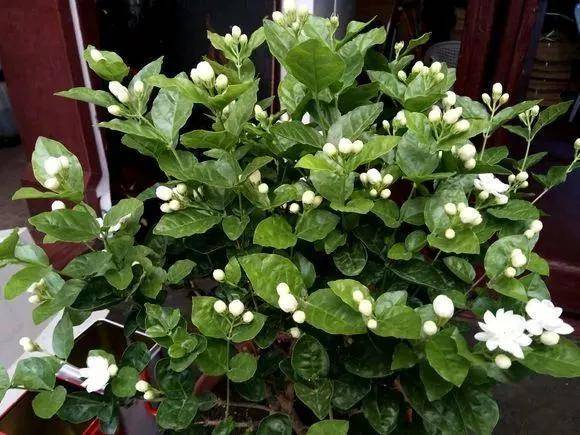 原创花友们茉莉花期的时候4件事万万不能做不然花苞呼呼落