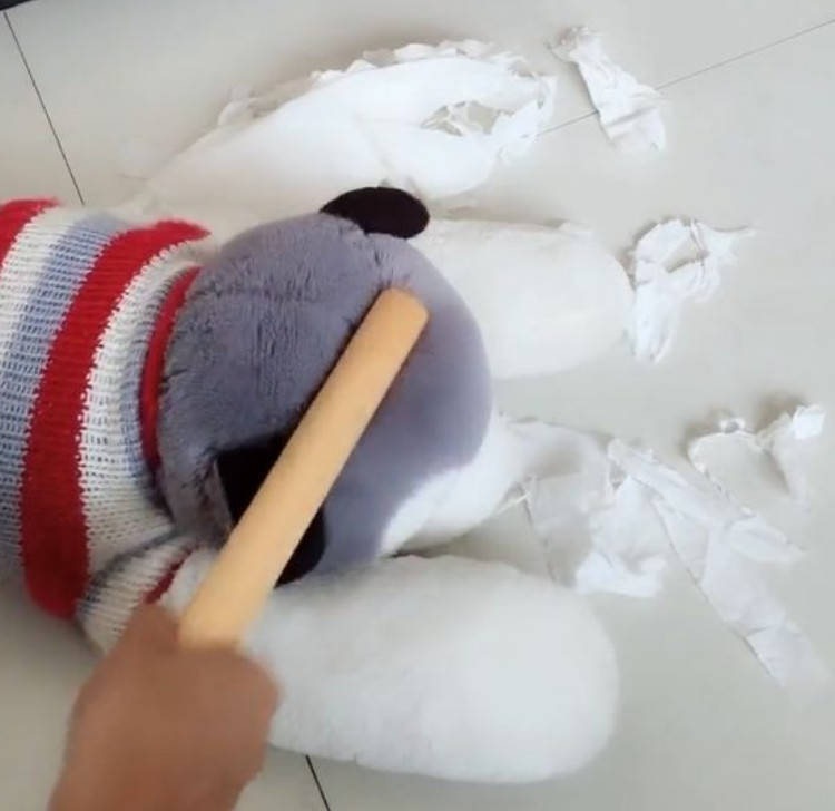 泰迪捣蛋搞破坏,主人窝火暴揍玩具警示它,泰迪一看吓到石化