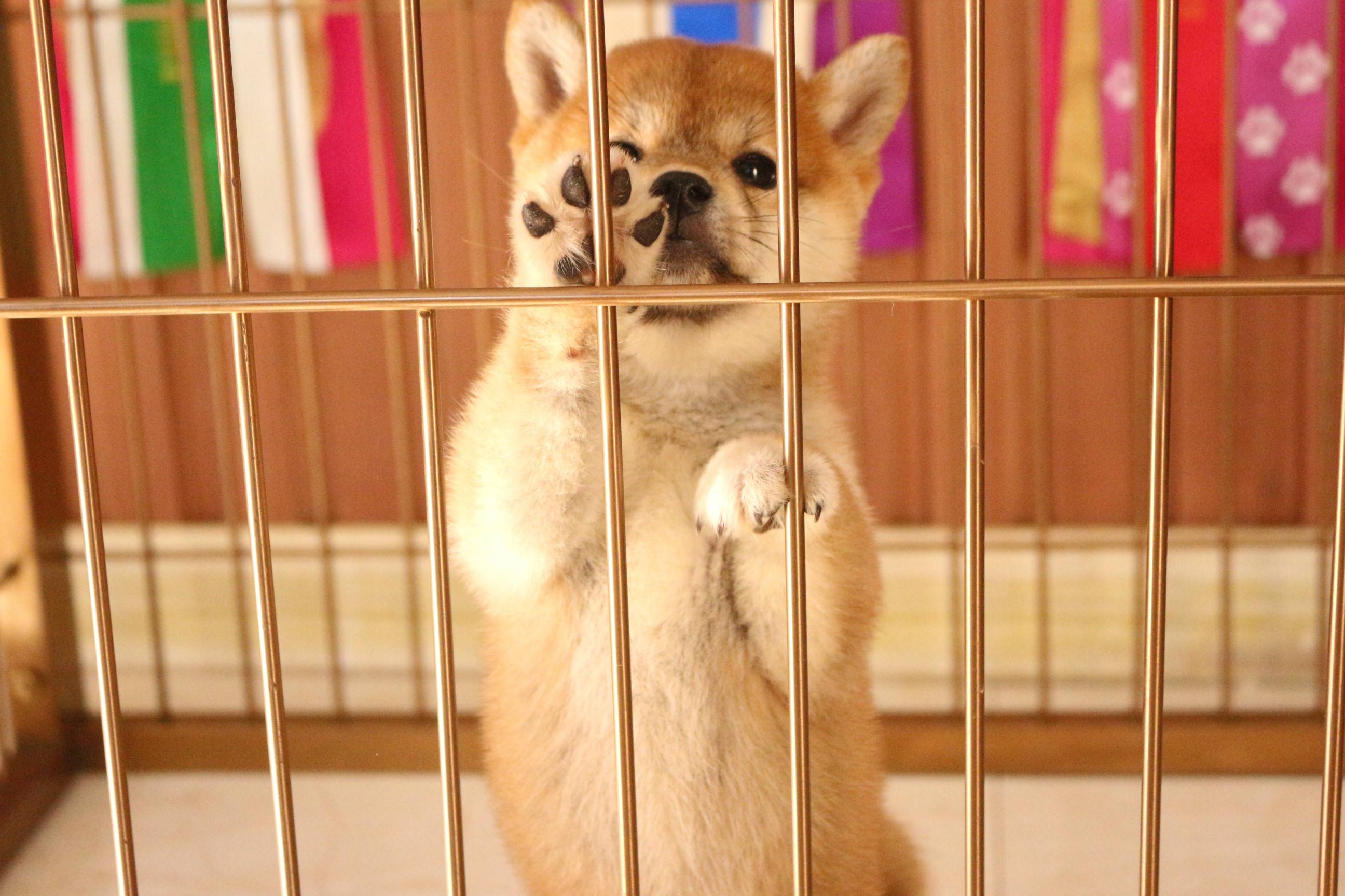 黑嘴柴犬幼犬好吗?黑嘴是缺陷吗?黑嘴白嘴哪个好?_手机搜狐网