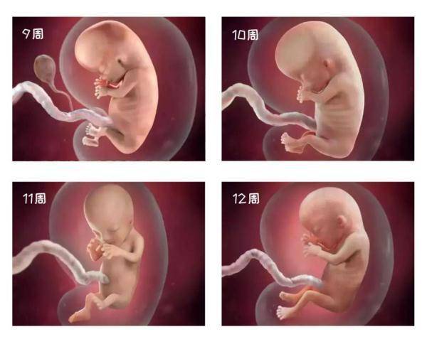 140周胎儿发育组图这是一个奇妙的旅程感叹生命之伟大