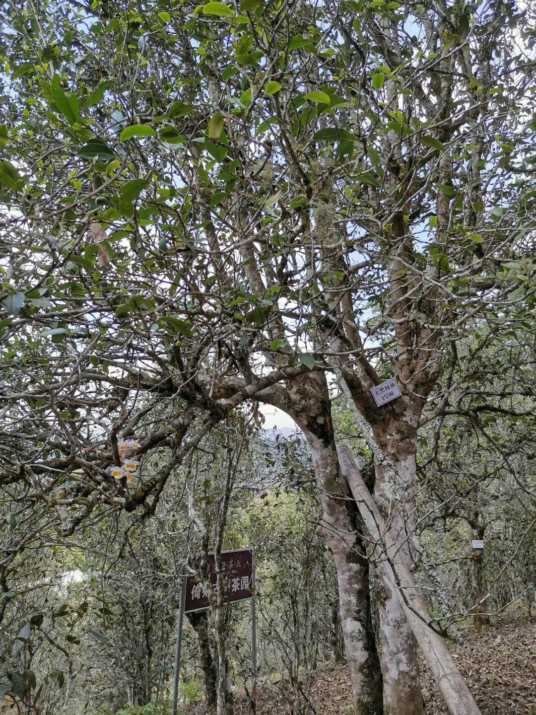 你知道倚邦的大黑树林普洱茶吗?古树普洱茶的口感怎么样