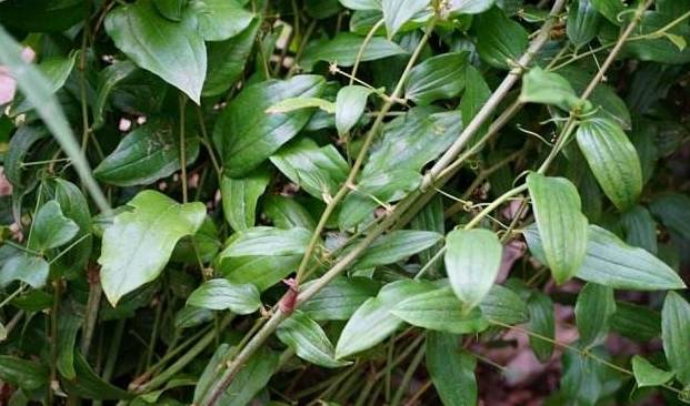 它是农民喜爱的山珍,人称"千层塔",极为珍贵,遇到别挖根_野菜