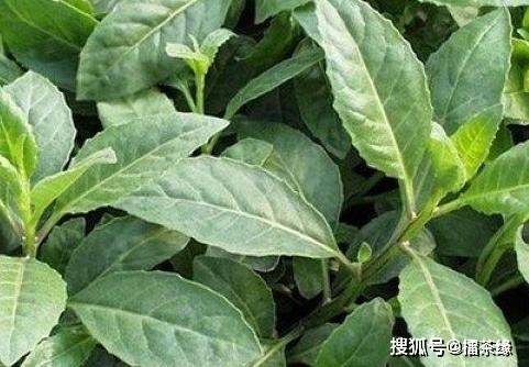 被称为救命草的野草对糖尿病高血压有奇效