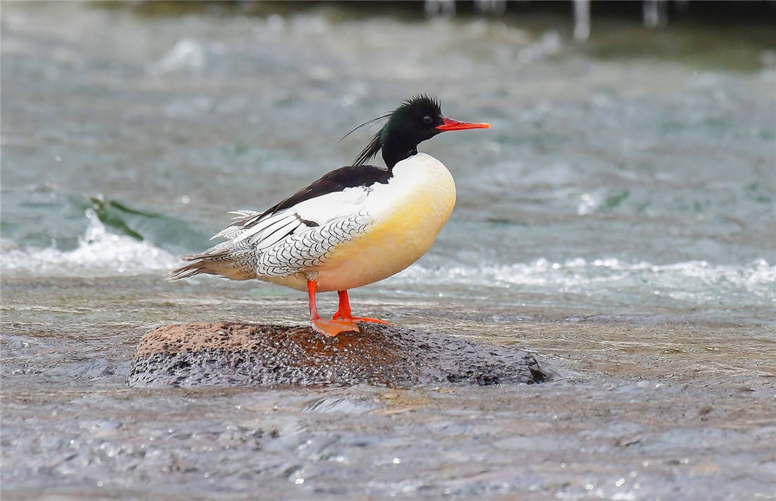 秋沙鸭防同类来抢崽就在树洞生育小鸭一出生就要从10米高跳下
