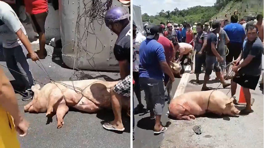 墨西哥装载20吨活猪的卡车侧翻 附近居民疯狂抢猪-搜狐大视野-搜狐