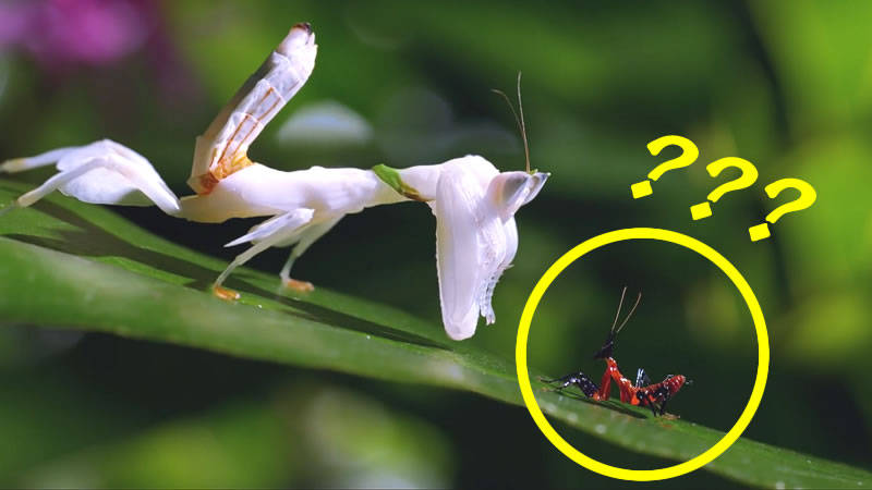 小螳螂勇斗蜘蛛终于找到妈妈没想到结果会是这样