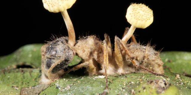 偏侧蛇虫草真菌:寄生蚂蚁,可以让蚂蚁变得行尸走肉直到死亡