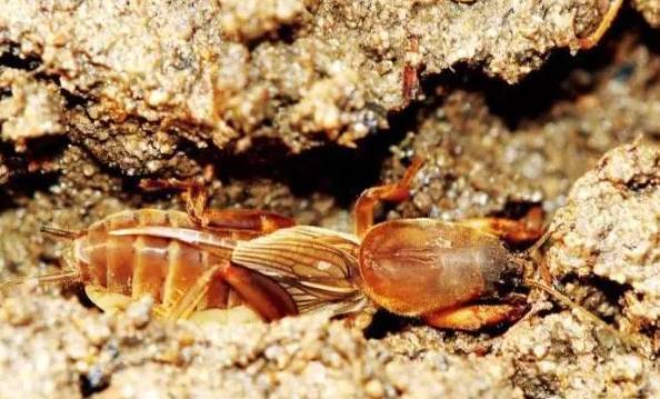 清远这种宝藏野果熟啦据说身价不菲对不起我要回乡下摘果了