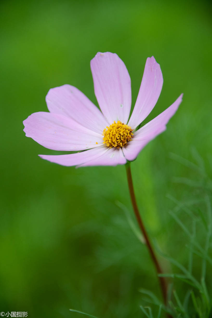 花卉摄影秋英什么样的花可以同时代表纯洁多情永远快乐