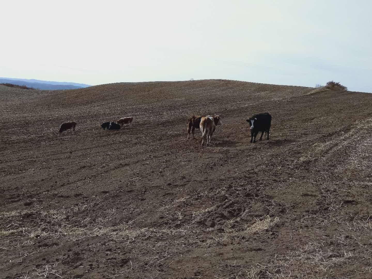 黑龙江嫩江市白云乡新民村驻村扶贫工作队:扶贫扶志 致富立勤_孙成国