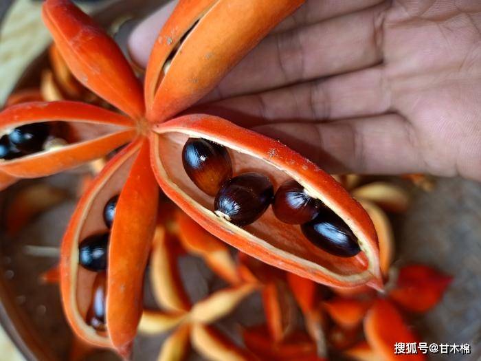 山林里有1种红色野果,每年七八月份成熟,很多人不知道它能食用