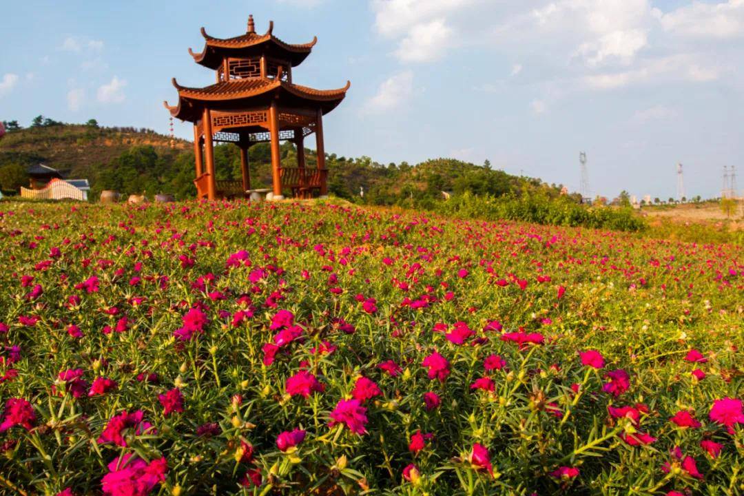 茶鄉花海景區 | 天氣轉涼賞花季,百畝花海齊綻放,親近大自然,賞一場花