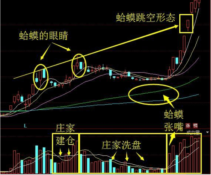 金蛤蟆 股票图片