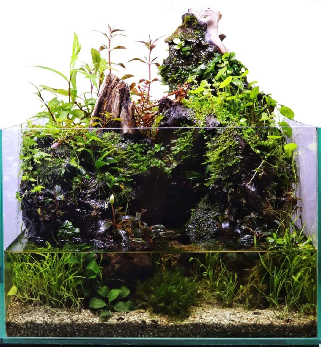水陆缸paludarium 微景观wabikusa