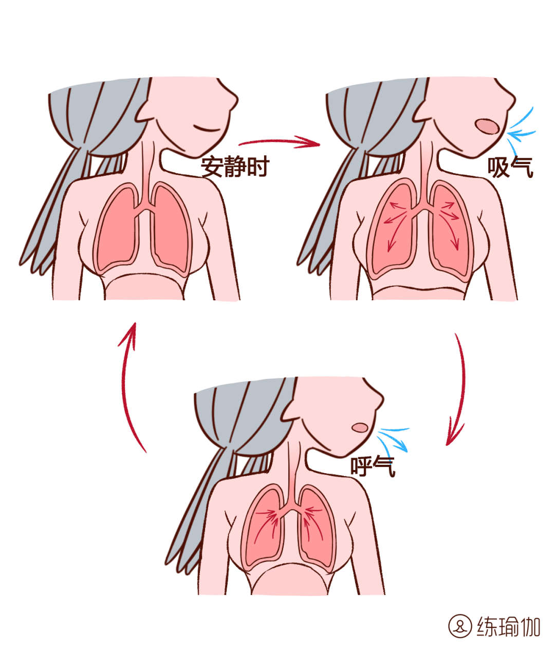 膈肌呼吸动画演示图片