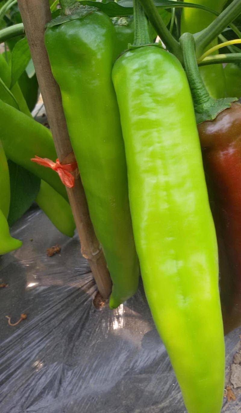 奥运冠椒黄皮尖椒牛角椒辣椒种子