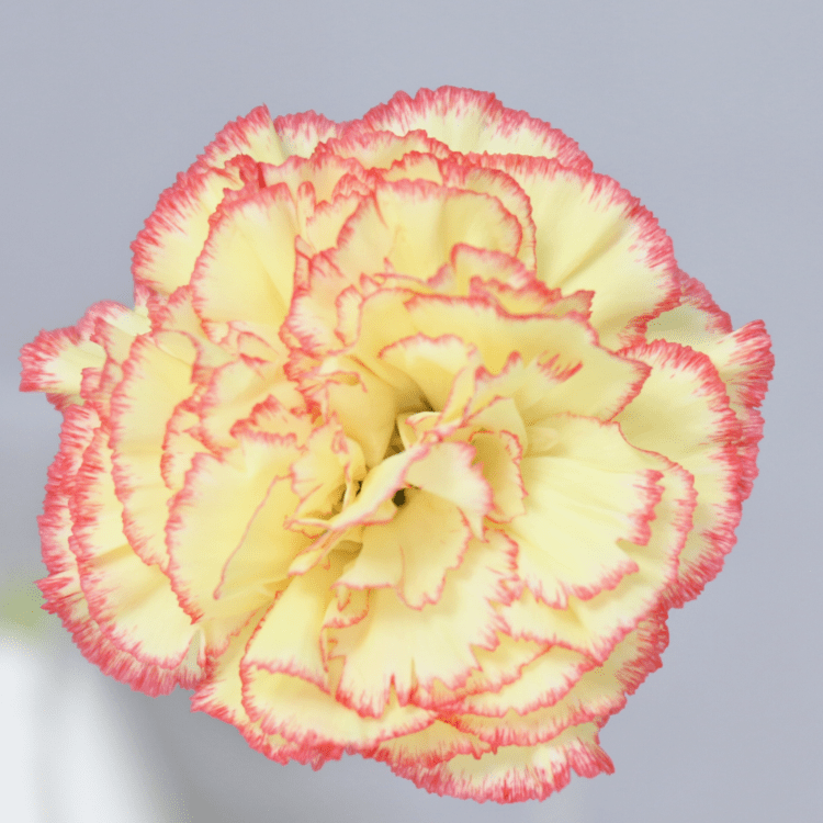教师节康乃馨不知道怎么选?看这里!