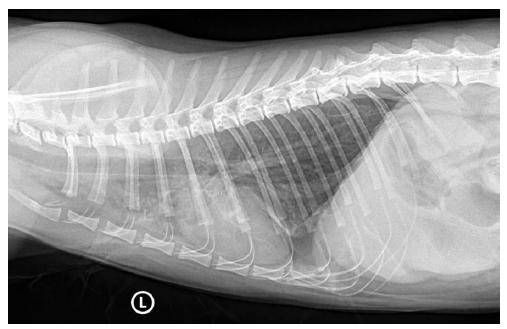 喵喵气炸熊孩子把猫咪撞成气胸家长却倒打一耙