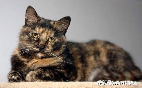 金钱猫光猫图片