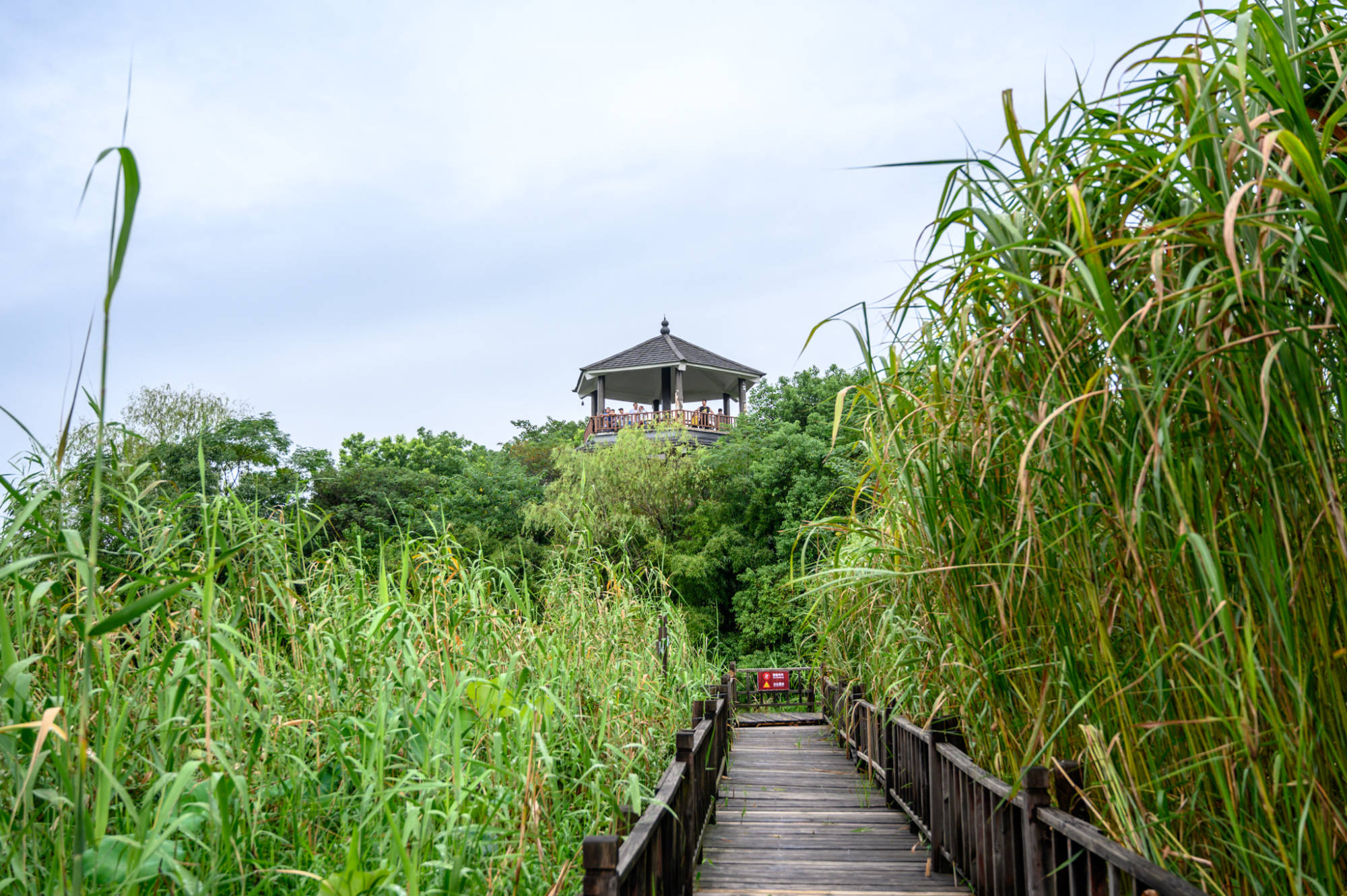 原创德清下渚湖一处原生态的天然湿地秘境被誉为中国最美湿地