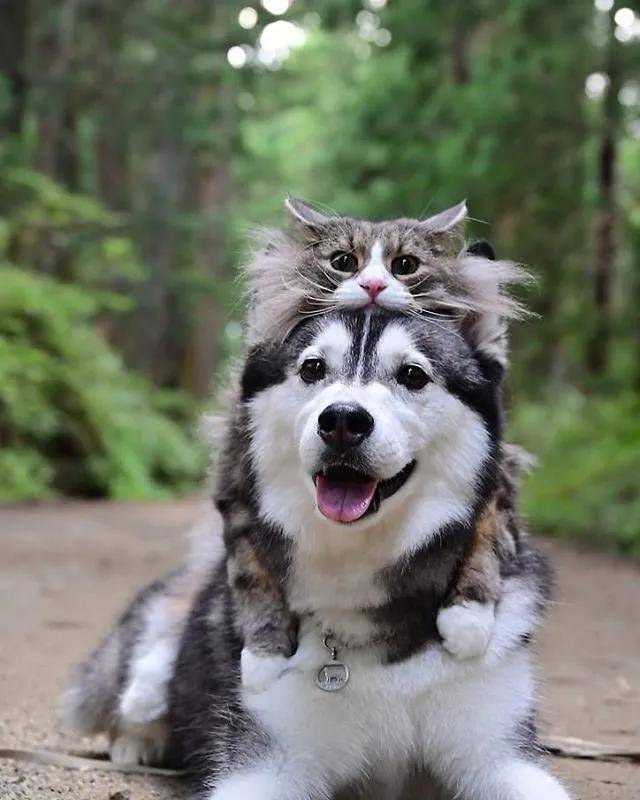 主人晒哈士奇和猫主子的照片,网友:这二哈怎么跟我印象里的不一样