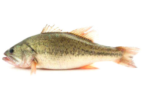 家常清蒸鲈鱼入口品尝鱼肉鲜香细嫩回味醇厚做法真正简单