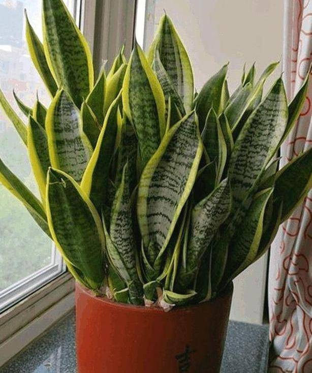 香蕉皮养花,成本低,效果显著!3种用法,补肥效果都超棒