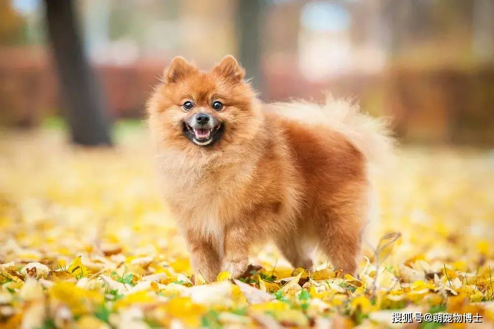 世界上最小的11种狗中国犬只榜上有名