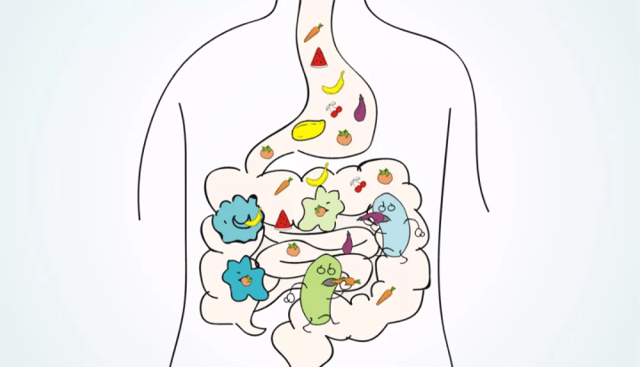 吃飯不要太自私你吃飽就行了腸道微生物還餓著呢