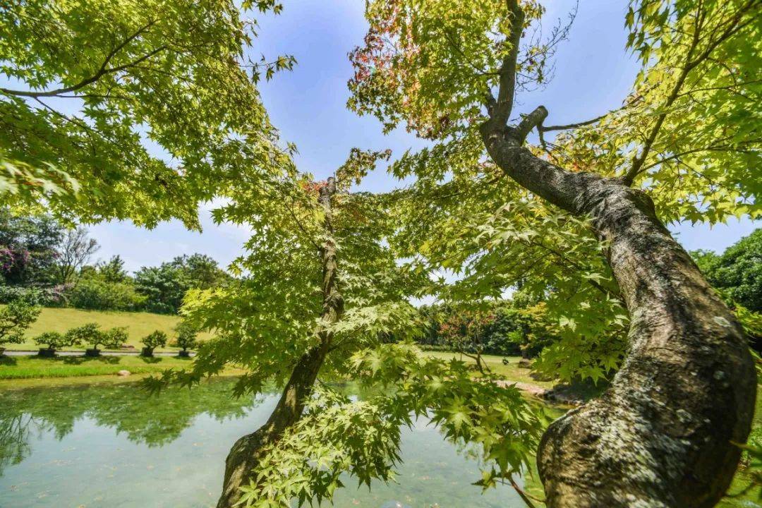 草坪,瀑布,大白鹅,这个藏在三圣乡的神仙庄园太美了!_外景