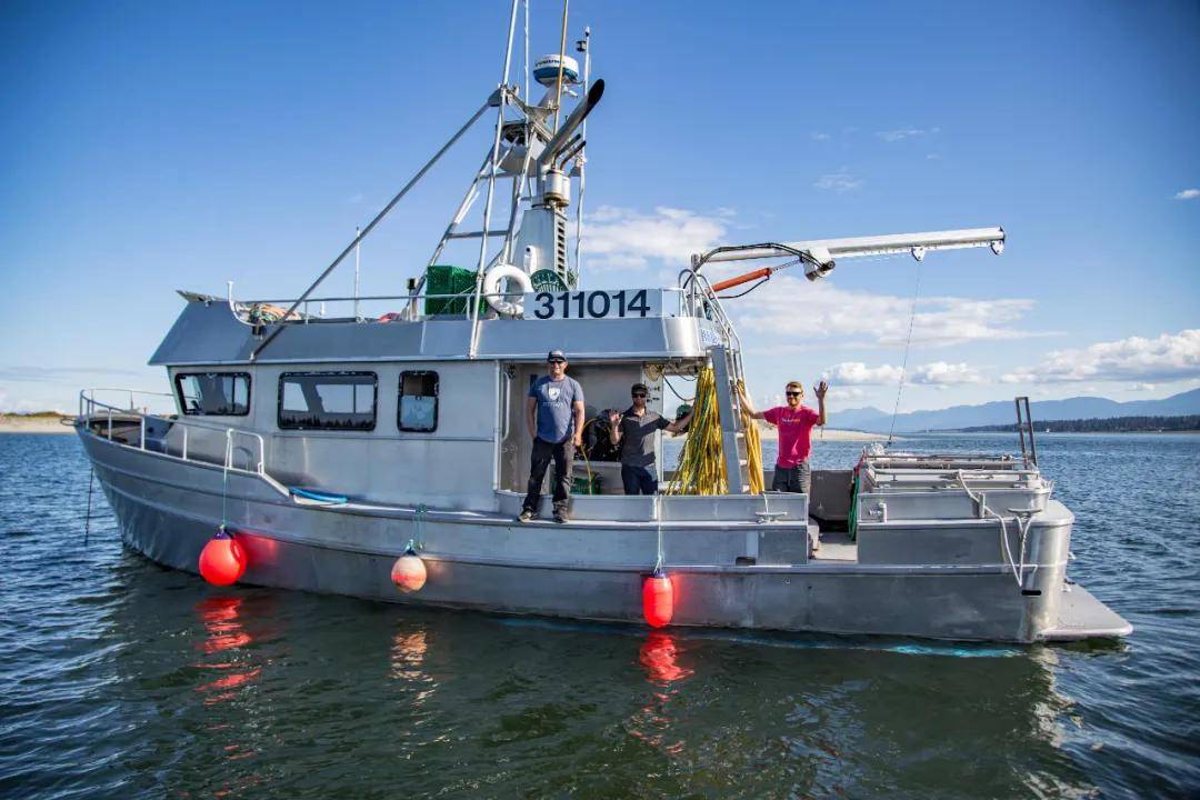 加拿大象拔蚌极其注重 海洋生态的可持续发展, 少量且严谨的捕捞 以
