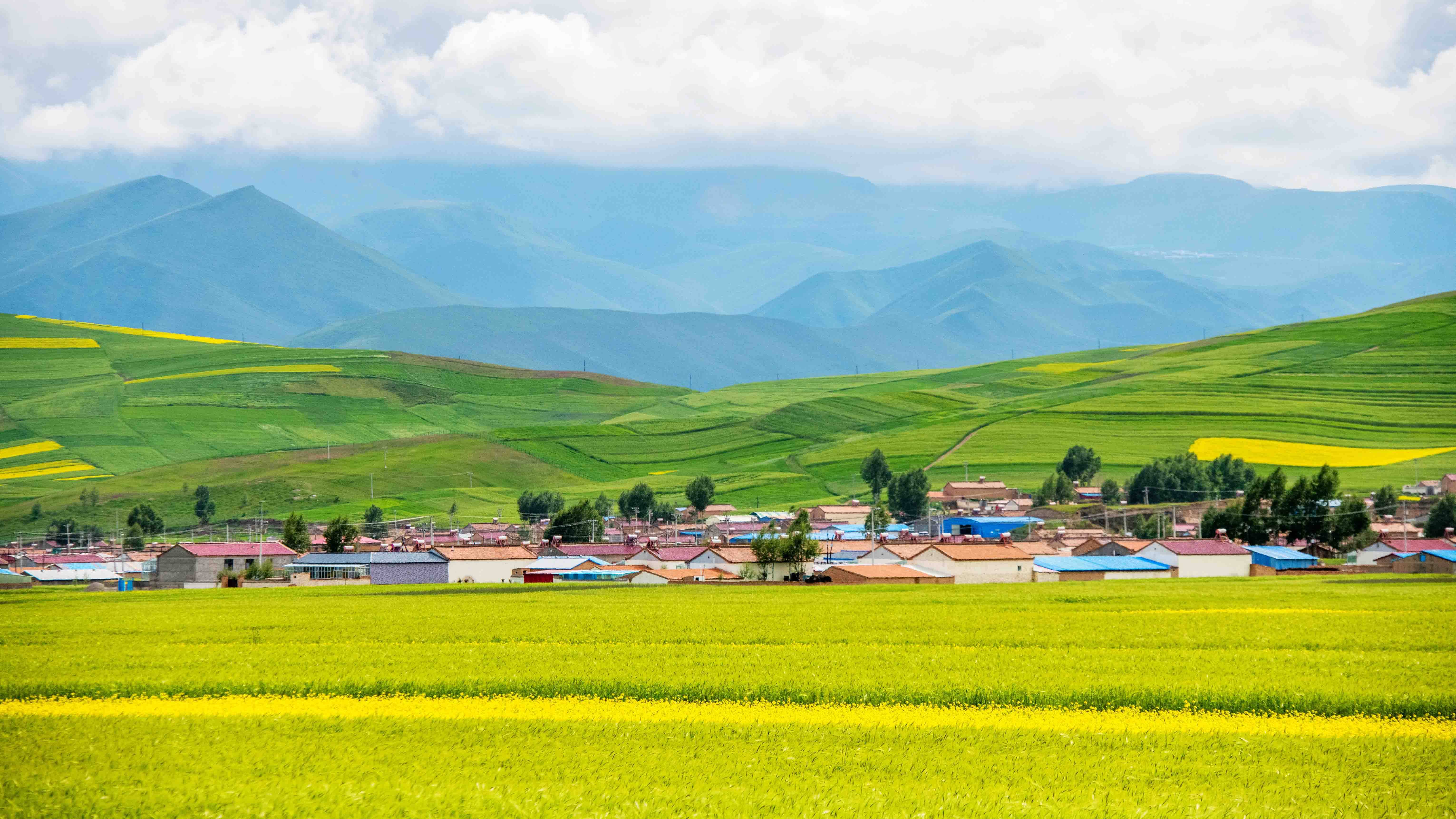 青海除了青海湖还有油菜花田值得一去六十万亩油菜花美成仙境