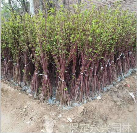 红端木的经济价值和园林价值_树枝
