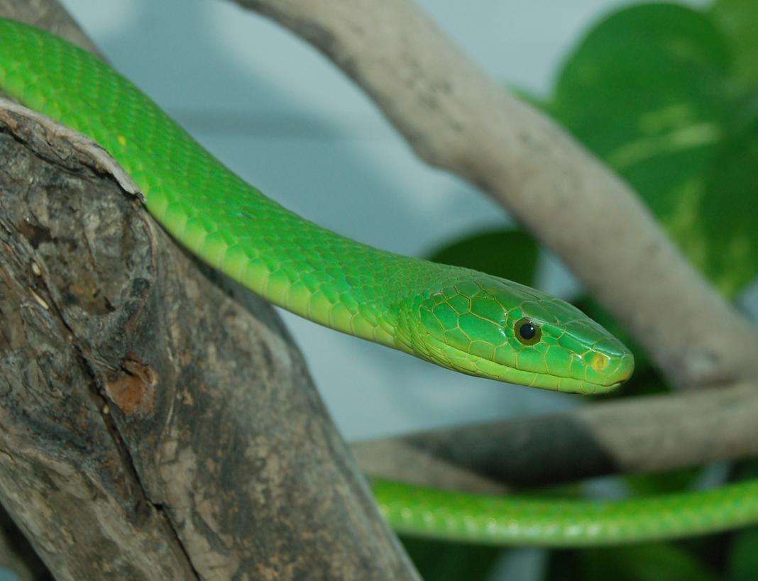 原创颜色翠绿的毒蛇和黑曼巴同属曼巴蛇毒液也致命