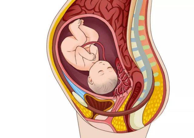 胎盘与子宫的关系图片图片