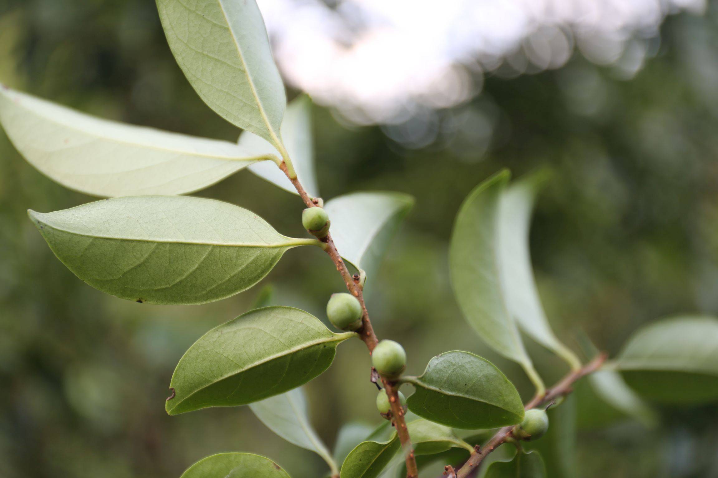 庆元植物1247柿科柿属罗浮柿