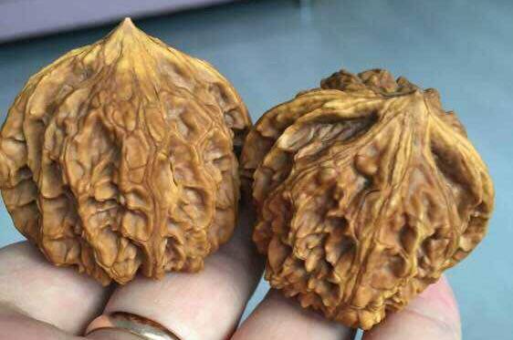 文玩核桃三不玩染色阴皮天然黄