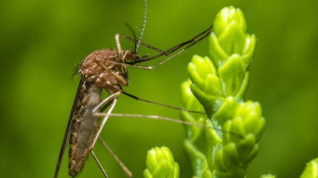 科学家改良出"细菌蚊"释放自然界!对人类来说是好事?_手机搜狐网