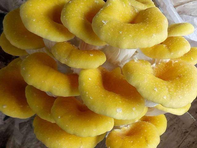 一,菇中珍品今天要说的这种食用菌,它有着"菇中珍品"的称呼,在东北