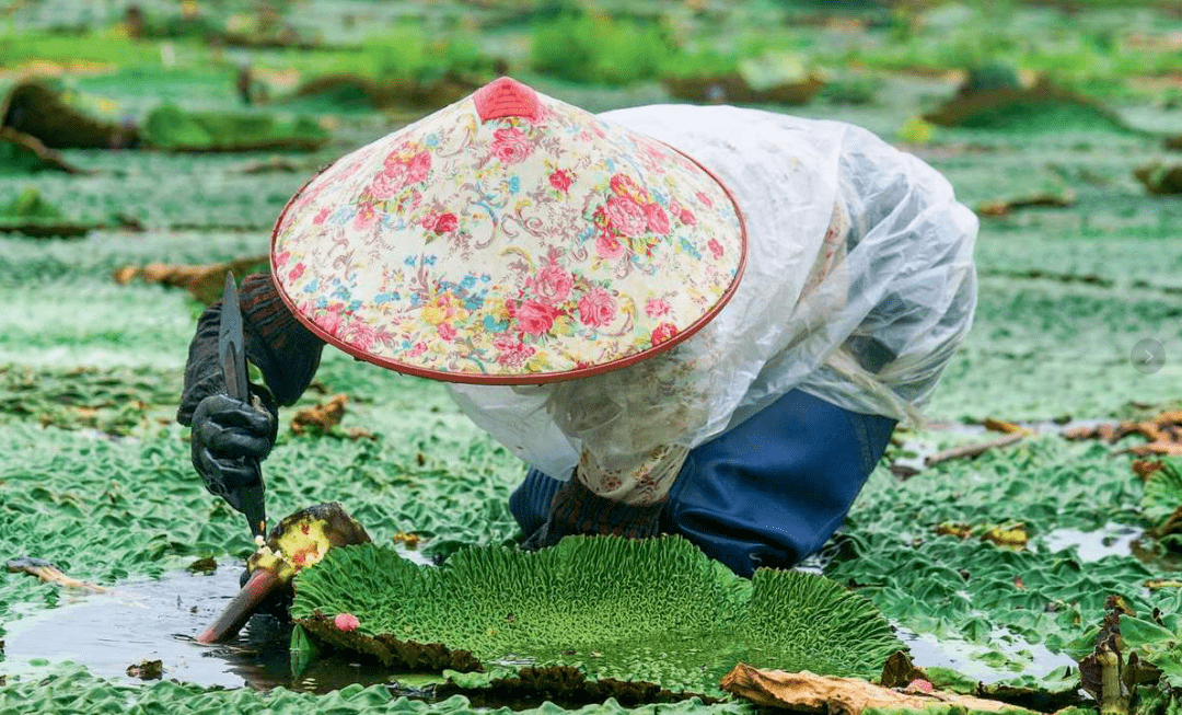 新鮮雞頭米,出水後24小時必須處理好,不然香味就不好了.