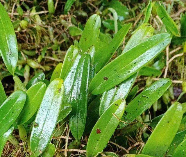 李時珍就曾在《本草綱目》中對石橄欖有詳細的記載,石橄欖別