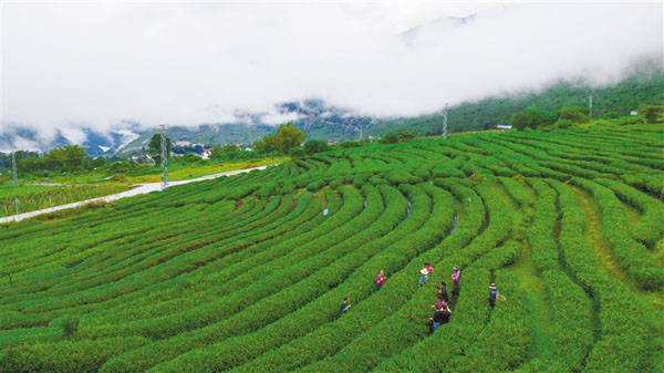 墨脱县打造三香一链经济带稻香茶香果香这边风景独好