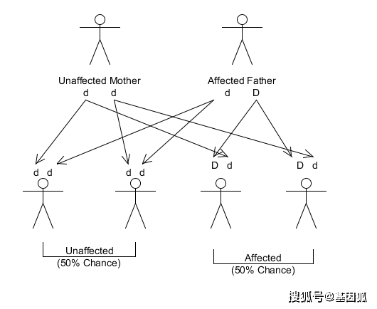 原创凝血因子v基因leiden突变简介