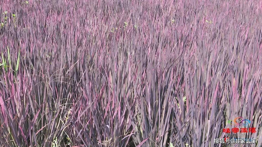 精心"绘制"的彩色水稻田不同颜色的