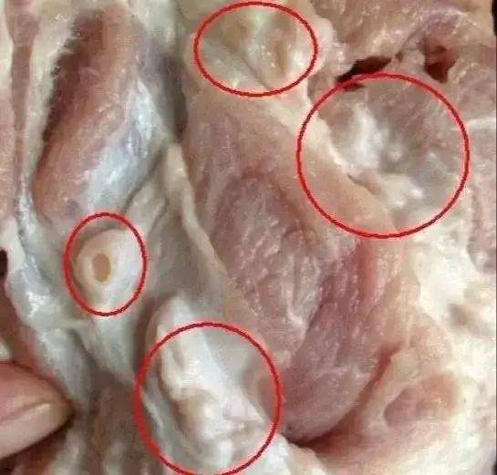 猪肚有肿瘤的图片图片
