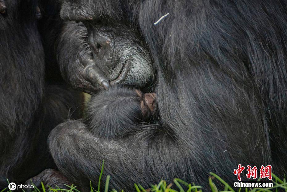 极度濒危物种西部大猩猩迎来新生儿
