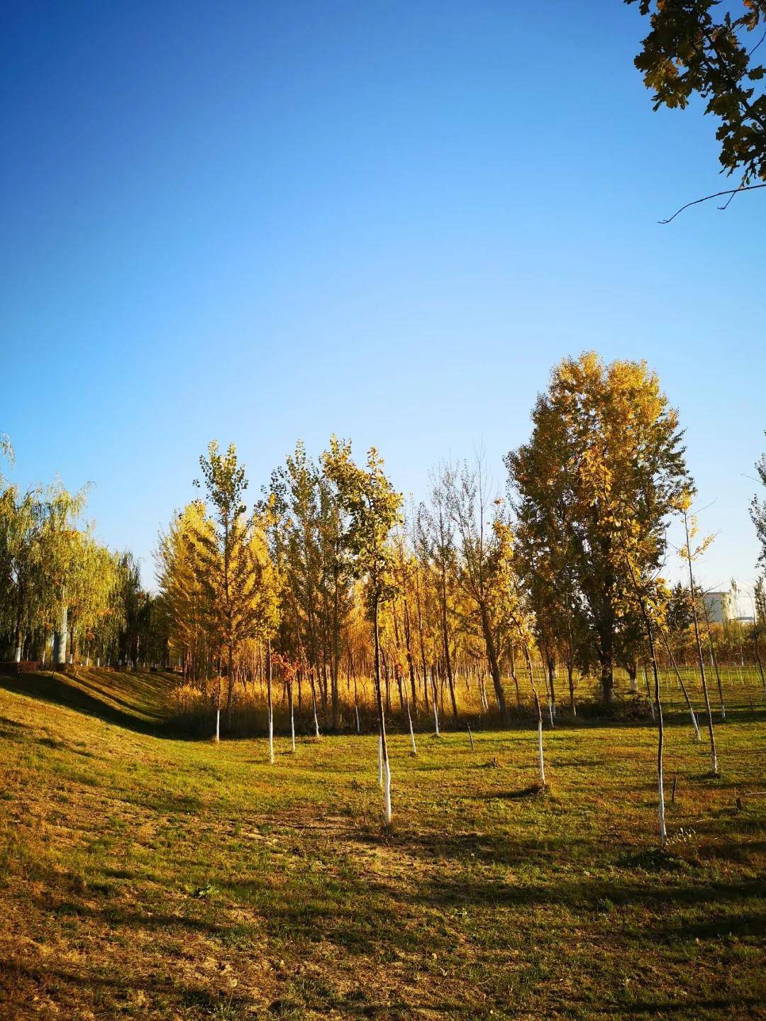 【彩色伊宁】伊宁的秋天很美