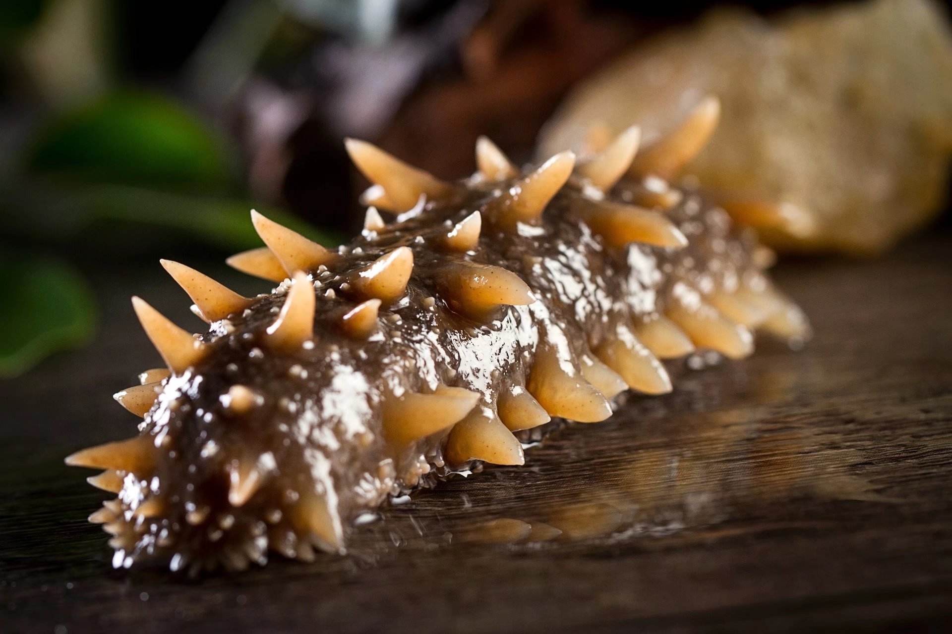 九参岛之家 09-12 09:30 订阅 海参生长在海底,海参行动缓慢,但海参